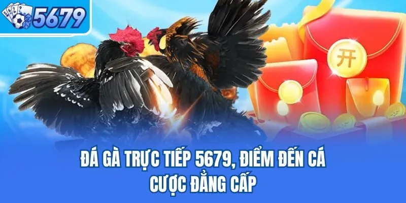 Đá gà trực tiếp 5679, điểm đến cá cược đẳng cấp